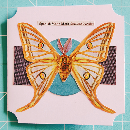 Image of a Spanish Moon Moth on a white sqare card with a teal circle, black stripe, and scientific label
