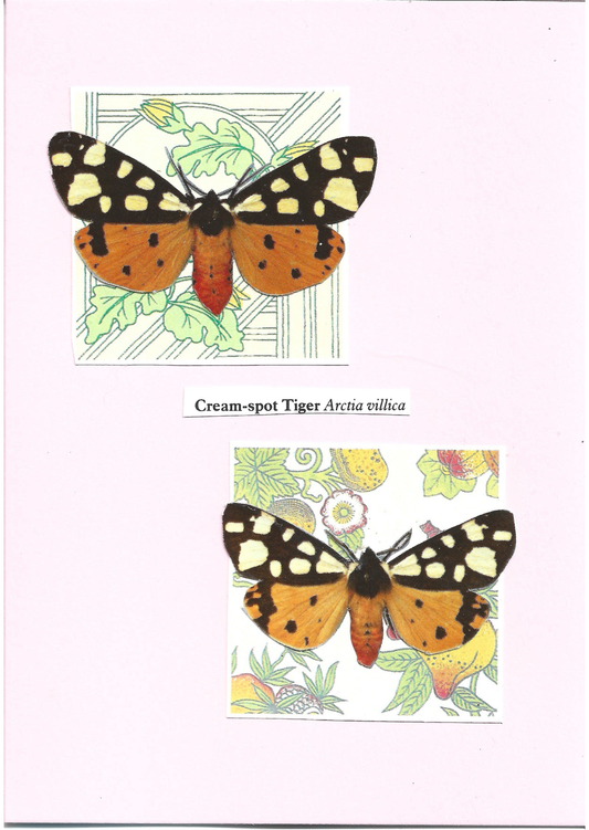 Pale pink greeting card with the image of a  male and female Cream-spot Tiger moth on floral patterned squares