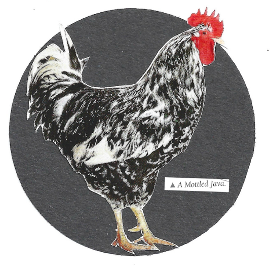 A stylized collage of a black-and-white speckled rooster with a bright red comb and wattle, standing inside a dark gray circular frame on a white background. A small label near the lower right reads 'A Mottled Java.