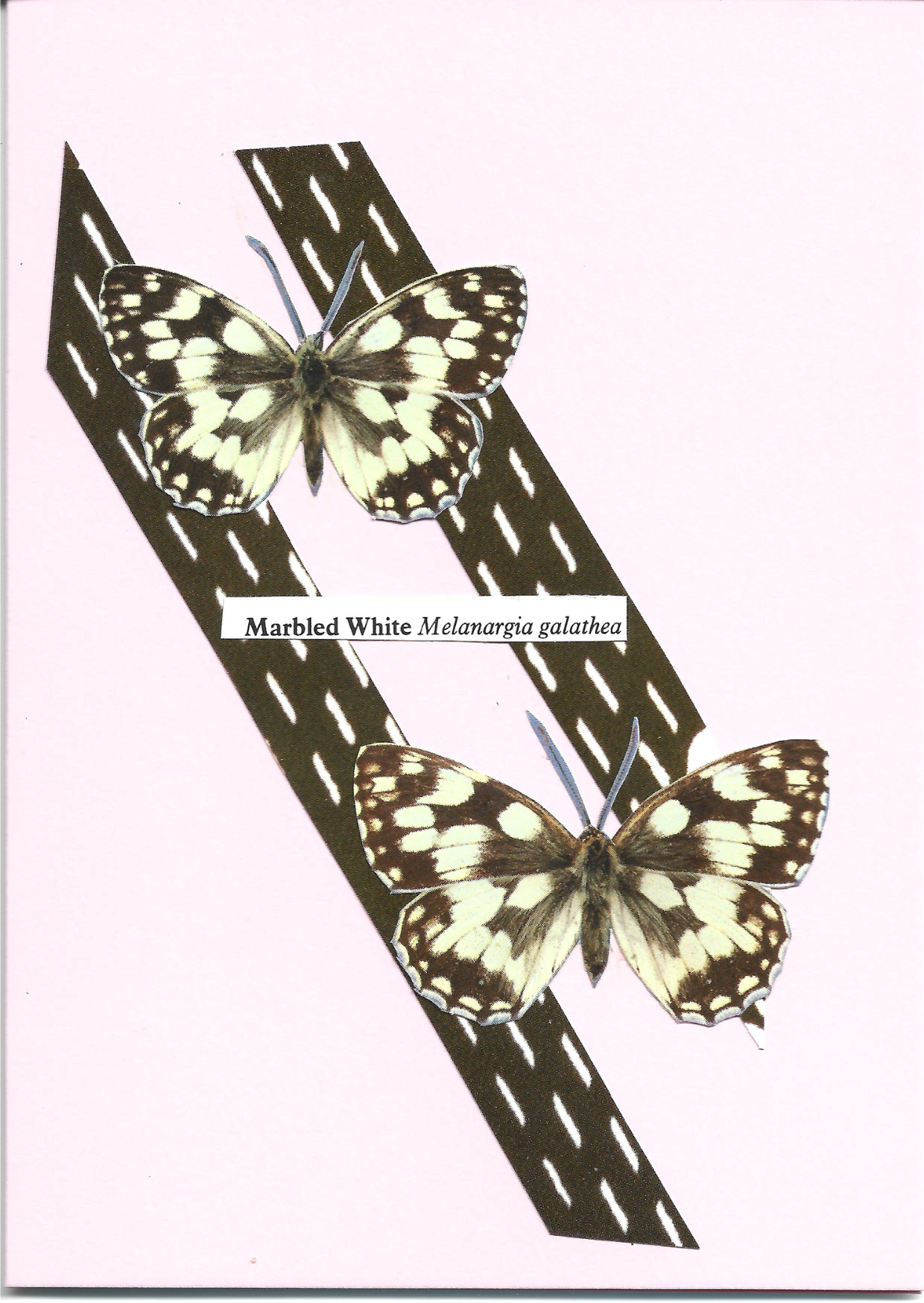 Pale pink greeting card with the image of a  male and female Marbled White butterfly on black and white patterned stripes.