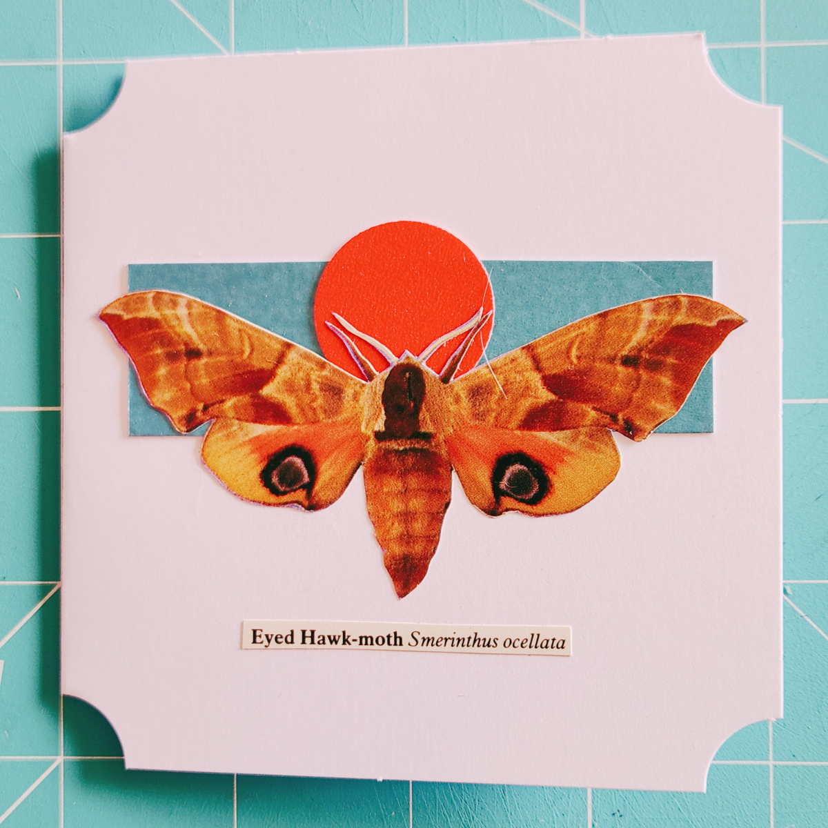 Image of an eyed hawk-moth on a square white card with a blue stripe, a red, sparkly circle, and a scientific label