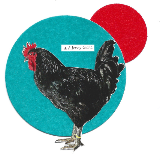Image of a black rooster with a red comb, standing in front of a large teal circle and a smaller red circle on a white background. A small label reads 'A Jersey Giant.