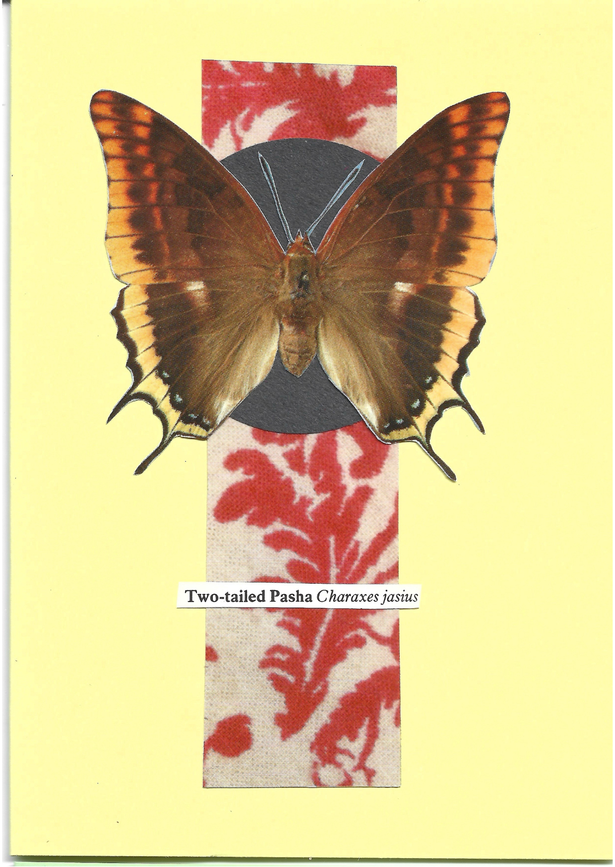Pale yellow greeting card with the image of a Two-tailed Pasha butterfly on a black circle and patterned stripe