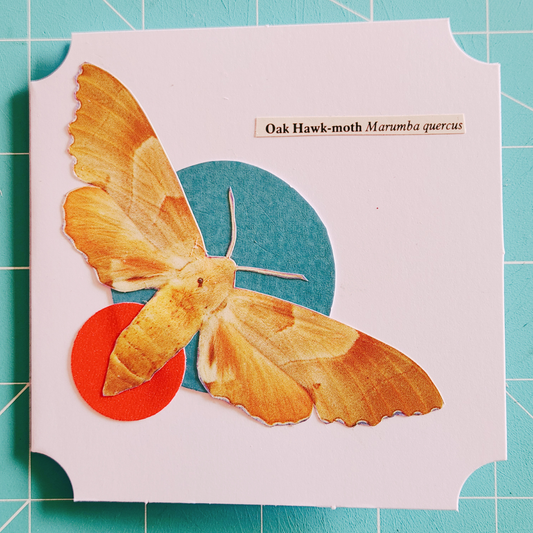Image of an oak hawk-moth on a square white card with colorful a red and a teal circle and scientific label.