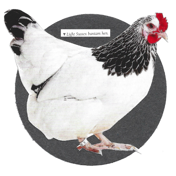 A light Sussex bantam hen with white and black feathering and a red comb, shown against a dark gray circular background on a white field.