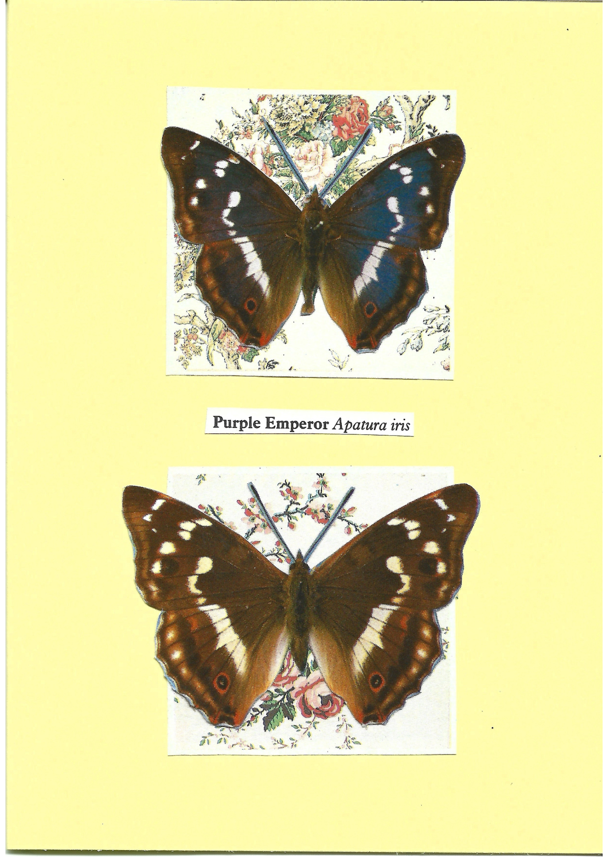 Pale yellow greeting card with the image of a male and female Purple Emperor butterfly on floral patterned squares