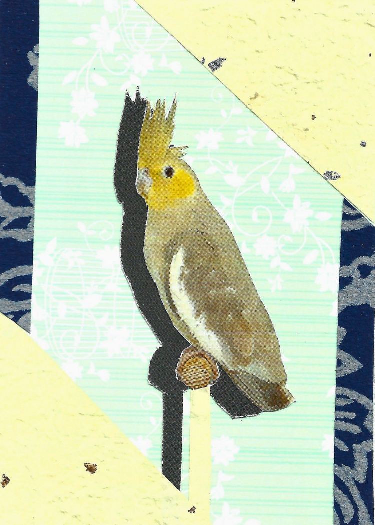 A collage featuring a cockatiel bird perched on a branch. The bird has a yellow head, brown and gray body, and a black shadow cast to the left.