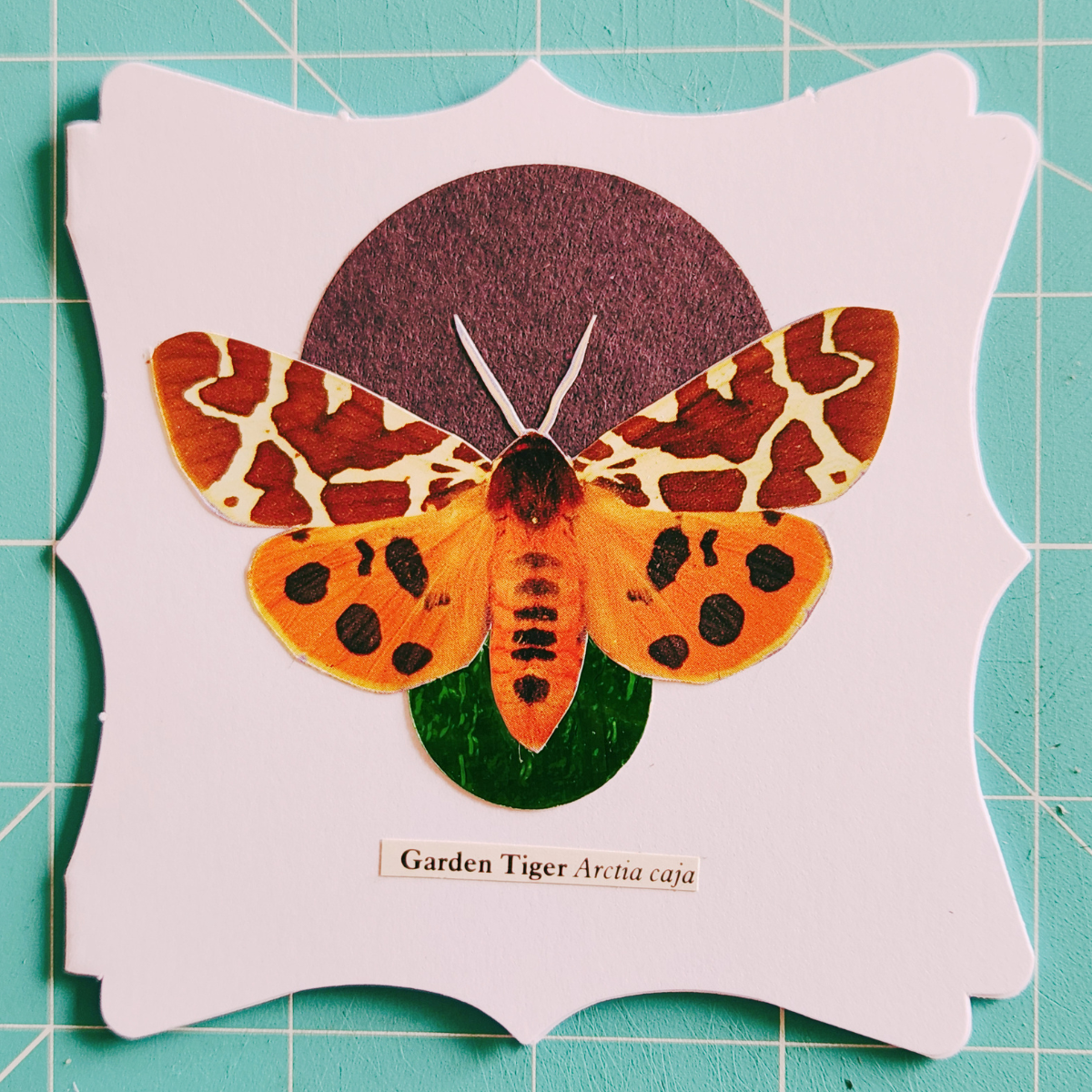 Image of a Garden Tiger moth on a decorative white card with a black and a metallic green circle, and a scientific label