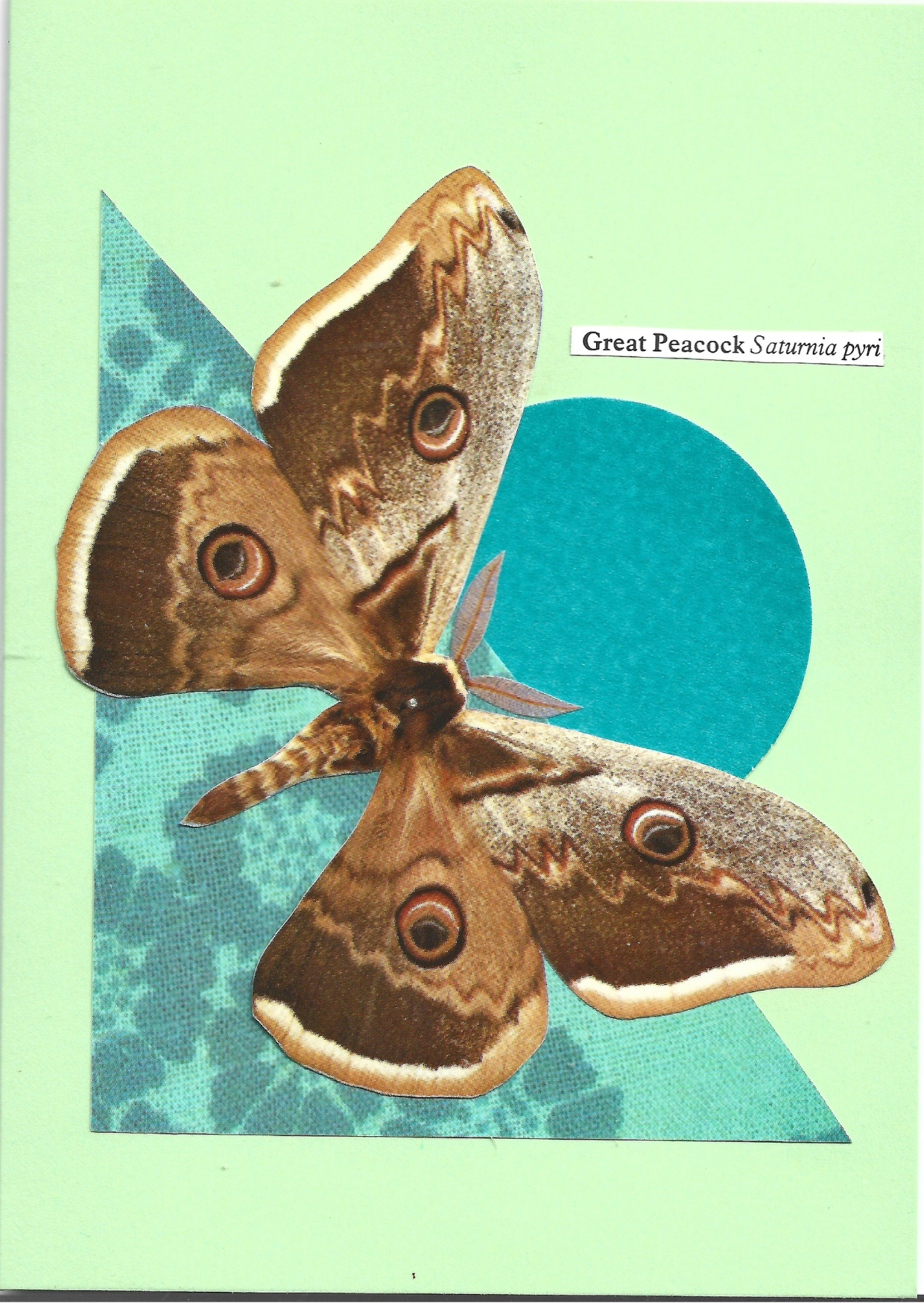 Pale green greeting card with a collage of a Great Peacock moth on a teal circle and teal patterned triangle