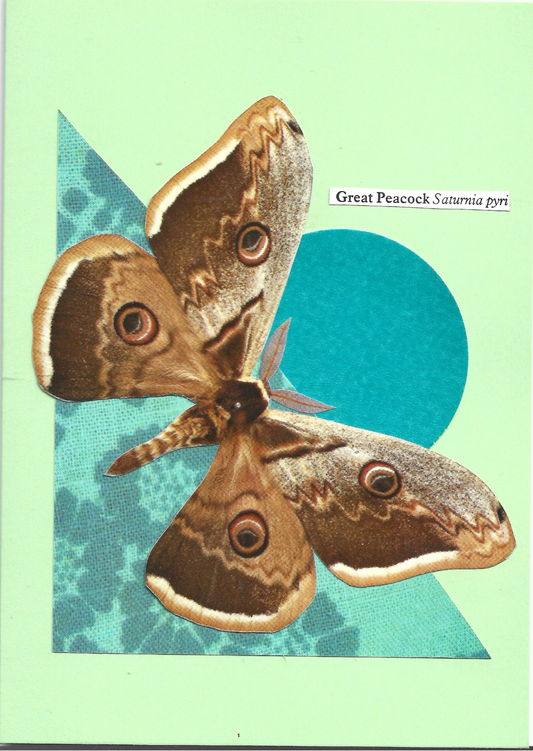 Pale green greeting card with a collage of a Great Peacock moth on a teal circle and teal patterned triangle