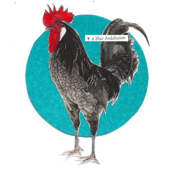 An illustration of a black and gray Andalusian rooster with a bright red comb and wattle, standing in front of a teal circular backdrop on a white background. A small label reads 'A Blue Andalusian.