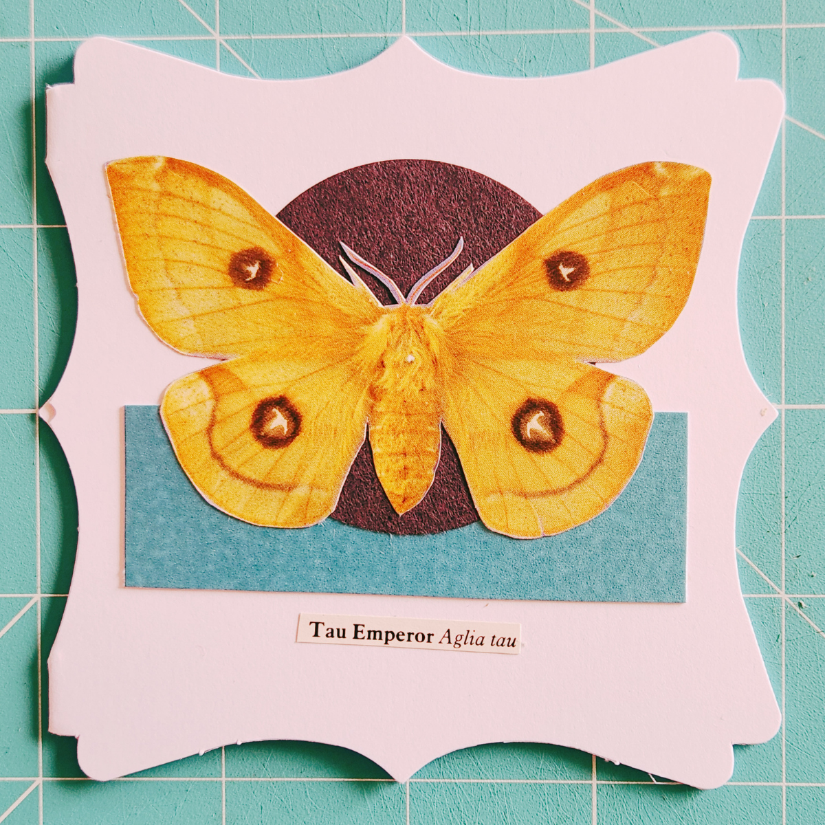 Image of a Tau Emperor moth on a white, decorative card with a black circle, teal stripe, and scientific name label.