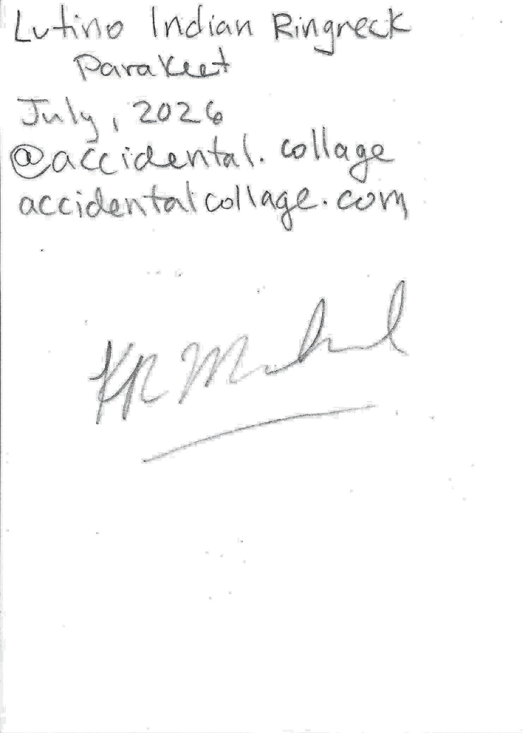 Back of card with handwritten text in black ink. The top reads 'Lutino Indian Ringneck Parakeet July 1, 2026 @accidental.collage, accidentalcollage.com