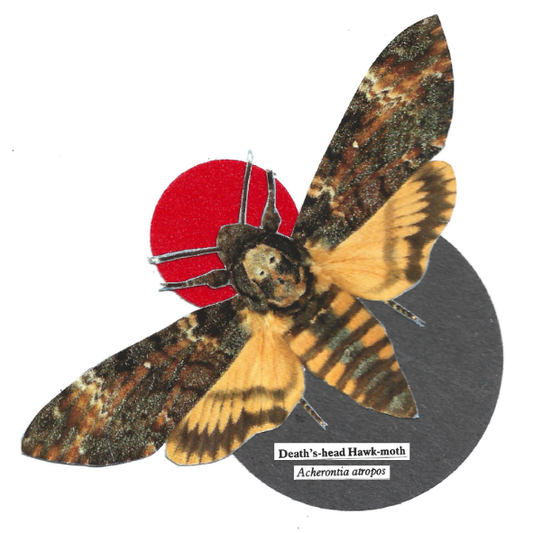 A collage of a death's-head hawk moth with patterned brown and orange wings, layered over a red circle and a dark gray circle on a white background. Small text below reads 'Death's-head Hawk-moth' 