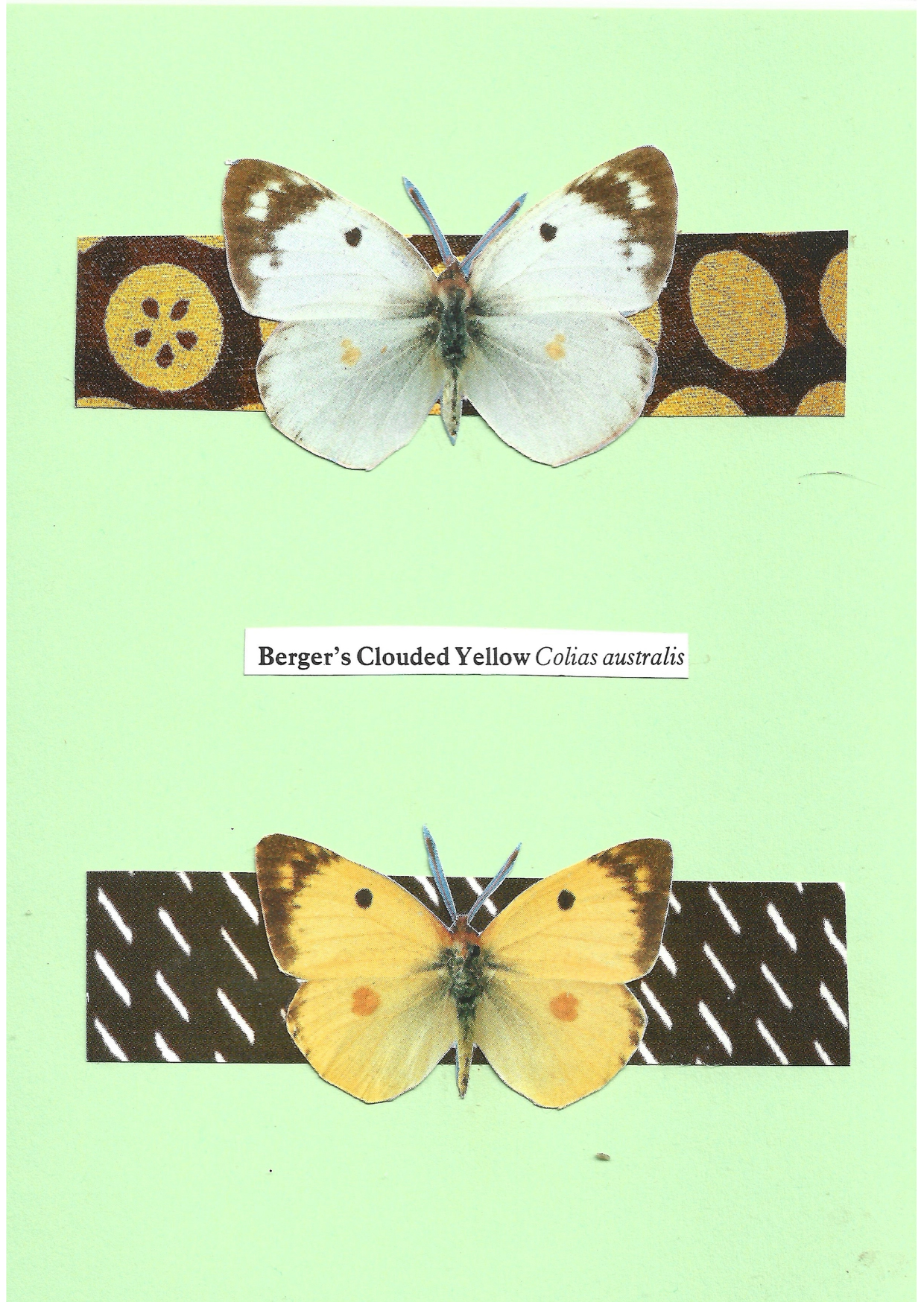 Pale green greeting card with the image of a male and female Berger's Clouded Yellow butterfly on patterned stripes
