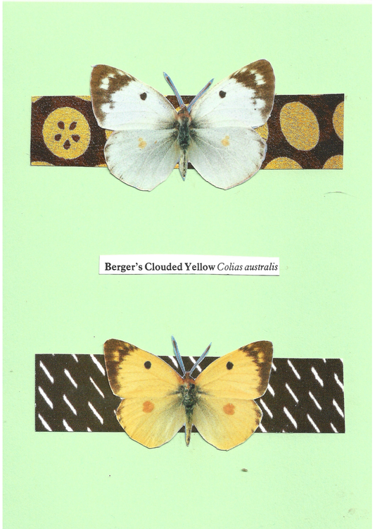 Pale green greeting card with the image of a male and female Berger's Clouded Yellow butterfly on patterned stripes