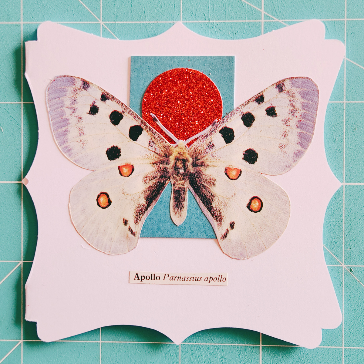 Image of an Apollo moth with a teal stripe, a red, glittery circle, and a scientific name label