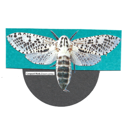 A collage of a leopard moth mounted on a teal rectangular card above a dark gray circular base, with a small label reading 'Leopard Moth Zinesza pyrena.' The moth has white wings with black spots and a black-and-white striped body.
