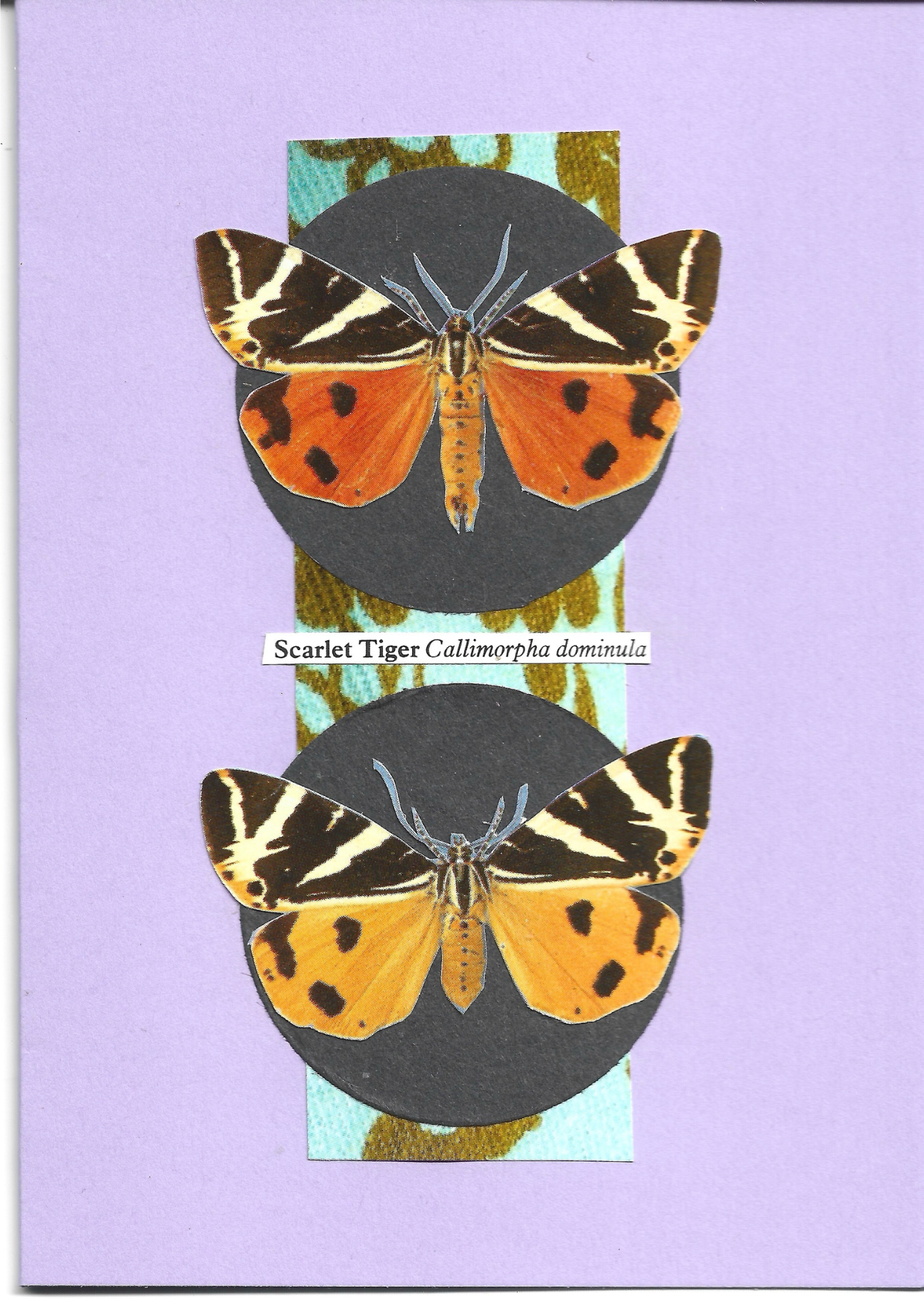 Pale purple greeting card with the image of a  male and female Scarlet Tiger moth on black circles and a patterned background